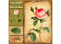 玫瑰花与纸张背景