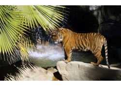 瀑布旁的老虎
