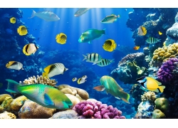 彩色珊瑚鱼群背景墙