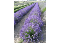 紫色的薰衣草花丛
