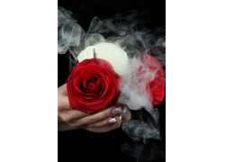 美女手中的玫瑰花