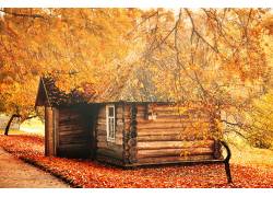 黄色树叶和木房子