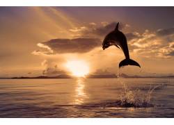 夕阳下跳出水面的海豚