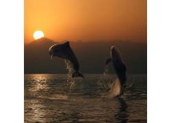 水面上跳跃的海豚