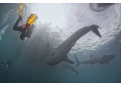 潜水员与海豚