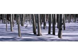 树林雪景摄影