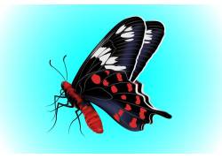 蝴蝶的红黑花纹翅膀