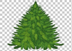 Pine Balsam fir Cedar,PNG